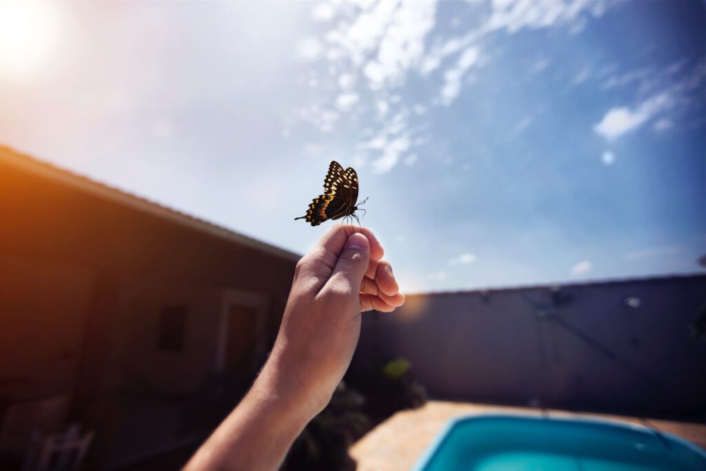 A butterfly at hand